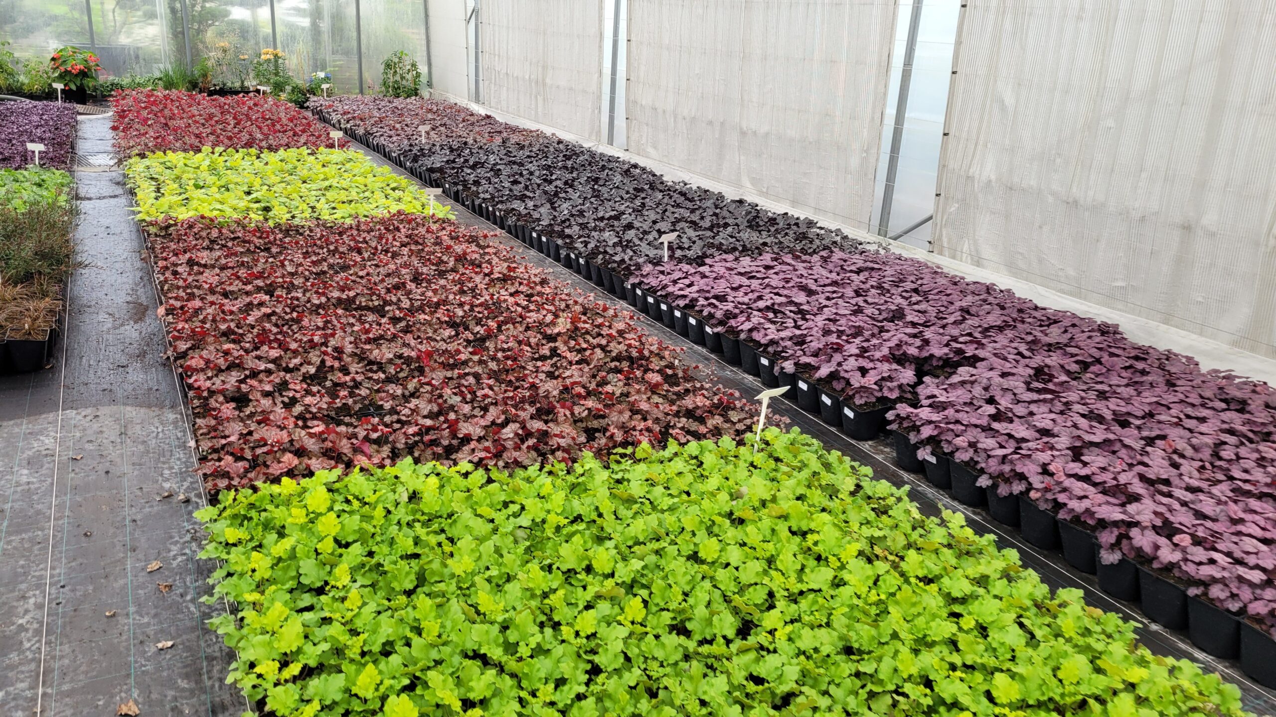 Żurawka CHOCOLATE RUFFLES