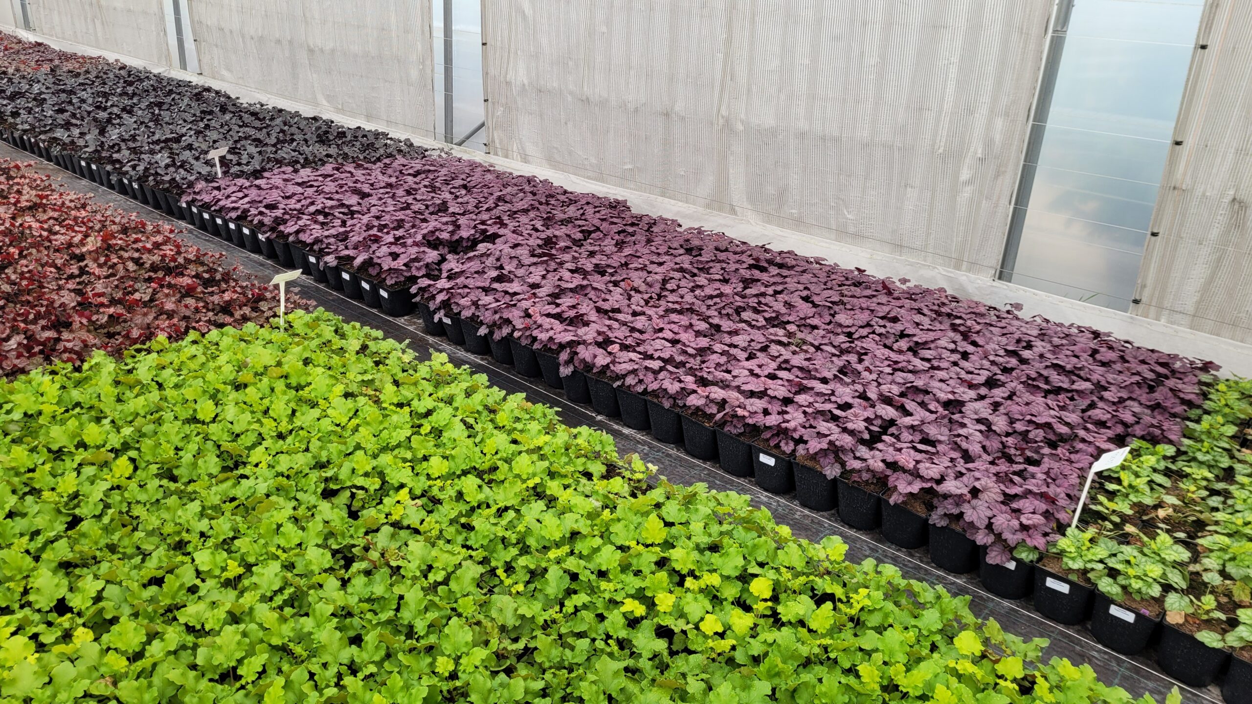 Żurawka FOREVER PURPLE - 4