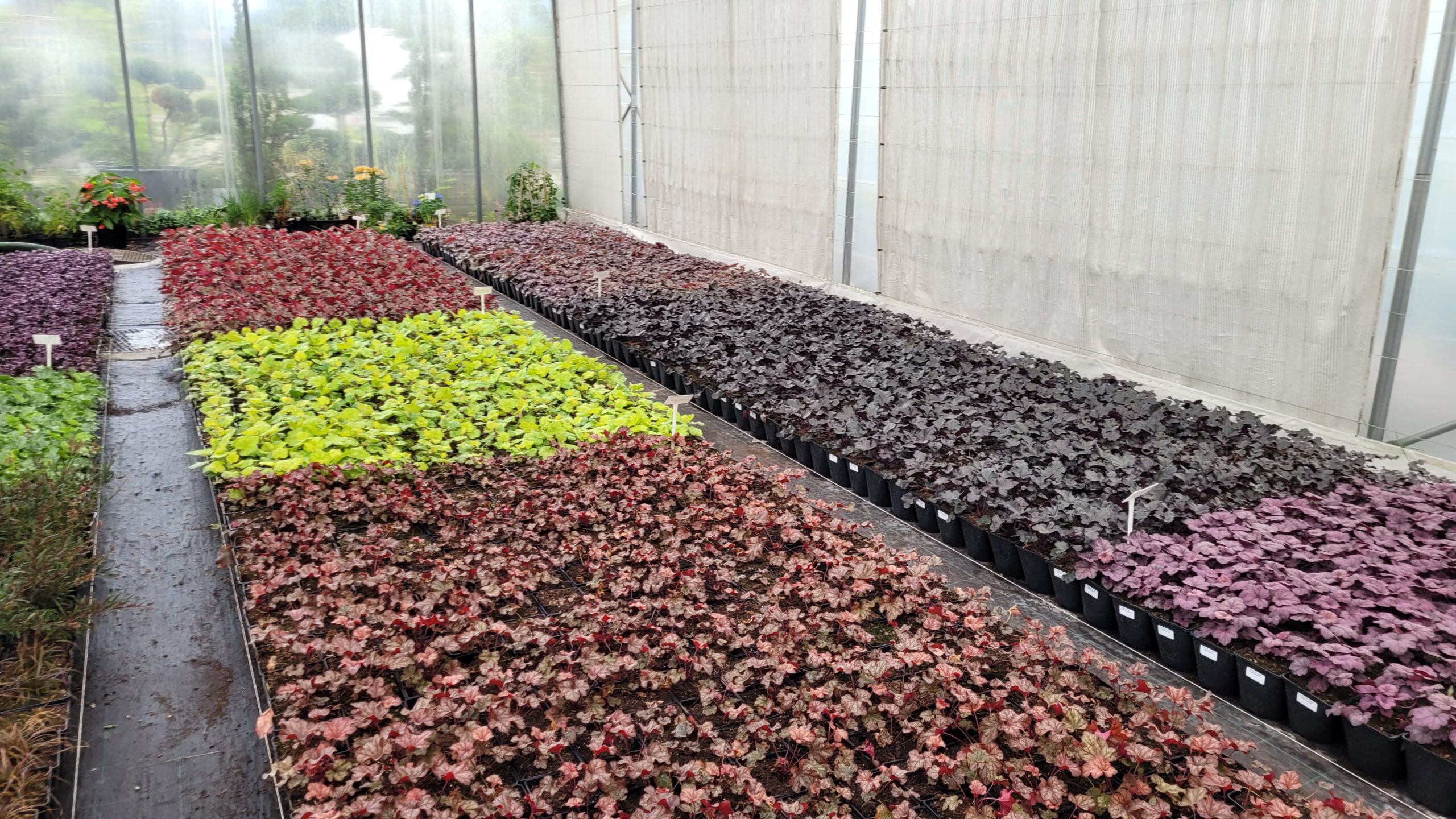 Żurawka CHERRY COLA - 3