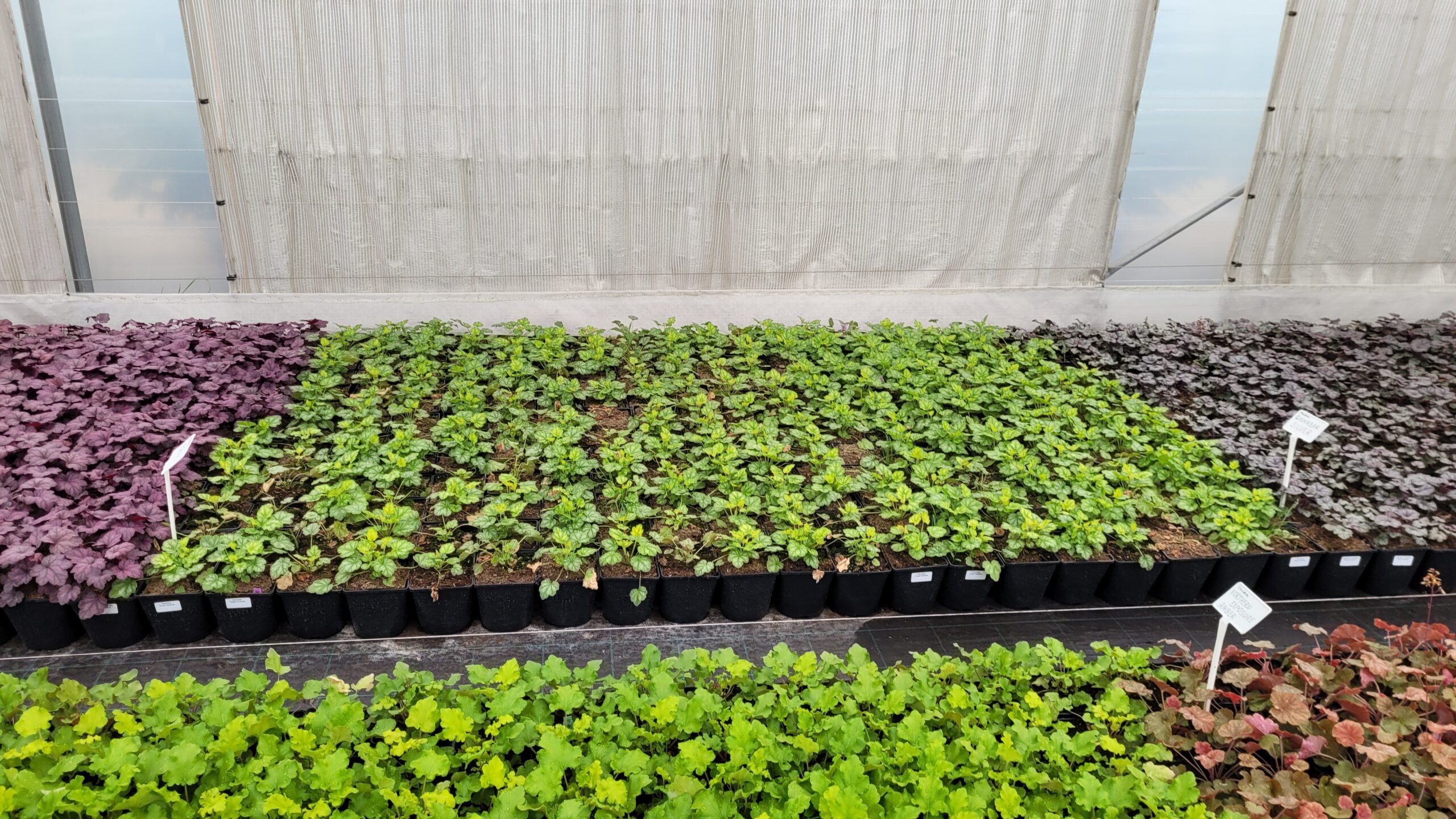 ŻURAWKA GINGER PEACH - 3