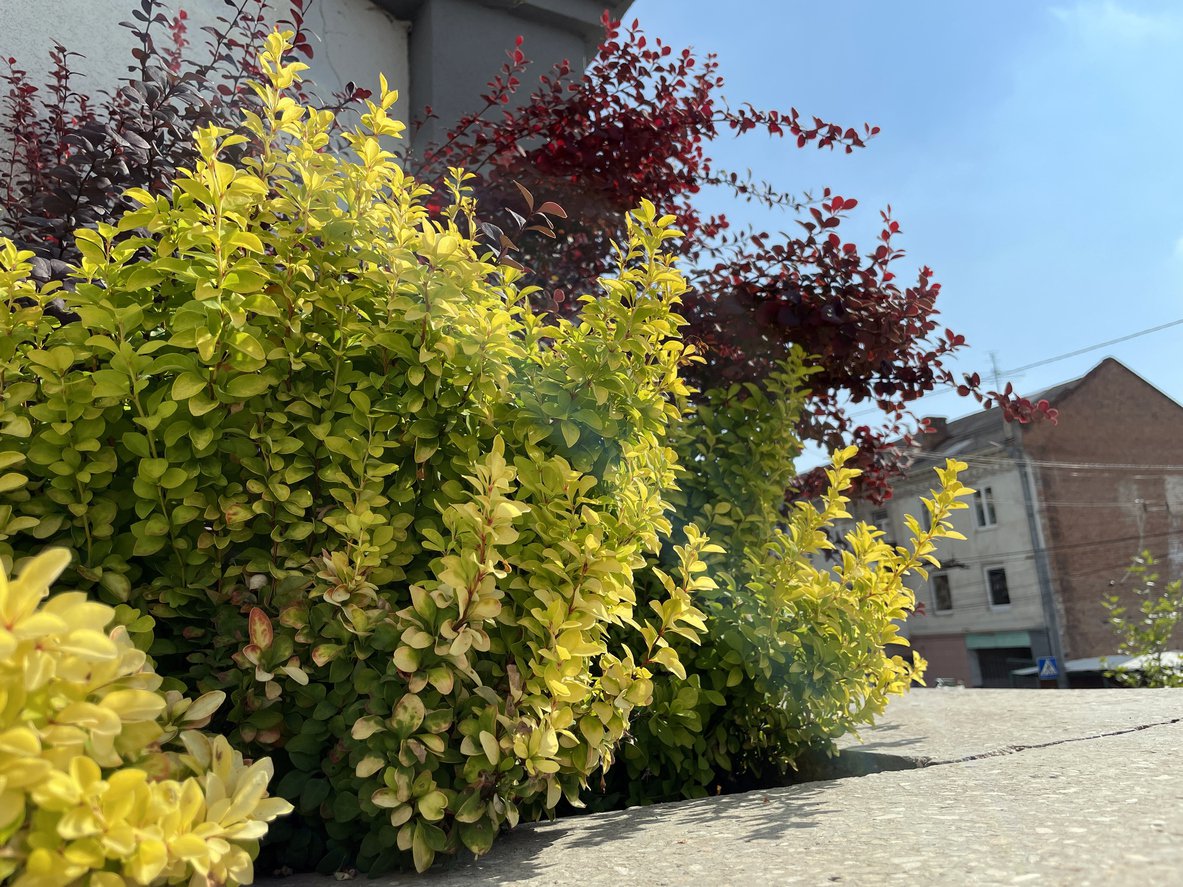 Berberys GOLDEN GHOST - 2