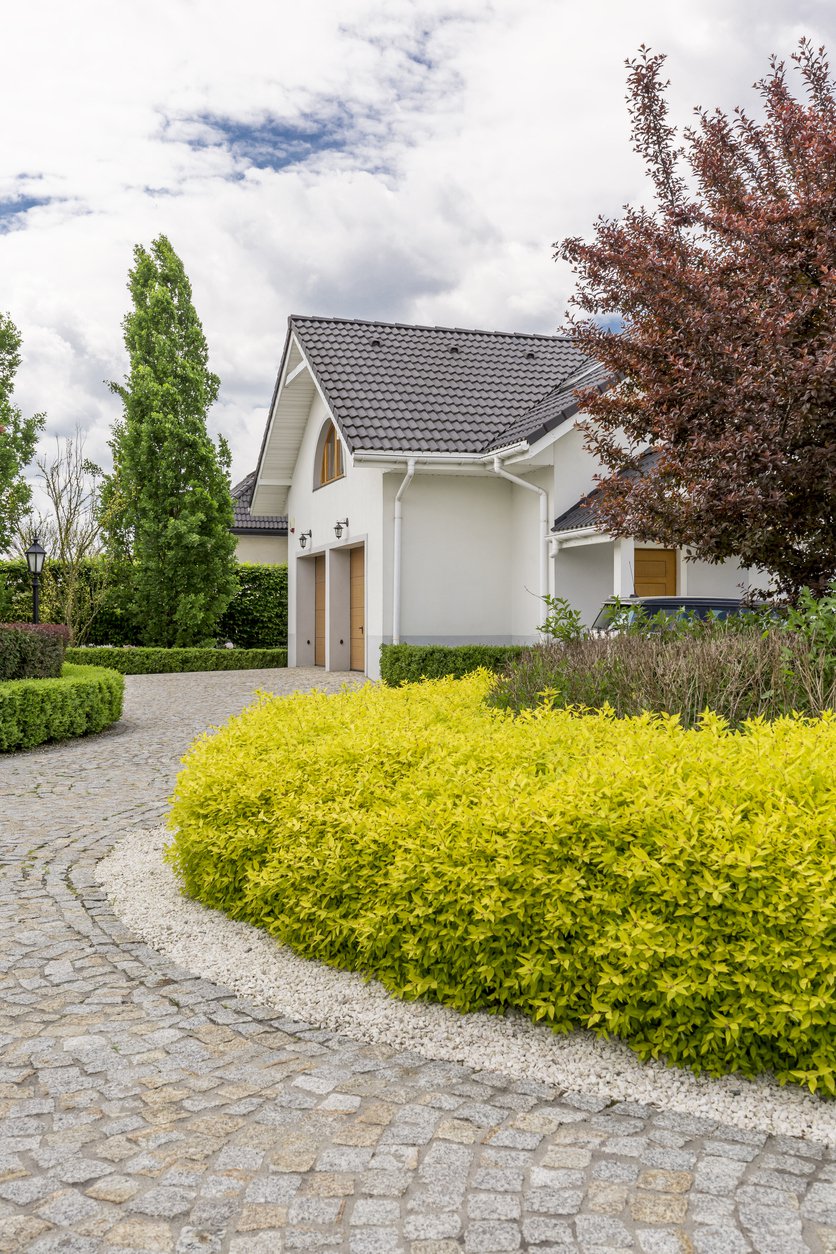 Berberys GOLDEN GHOST - 3