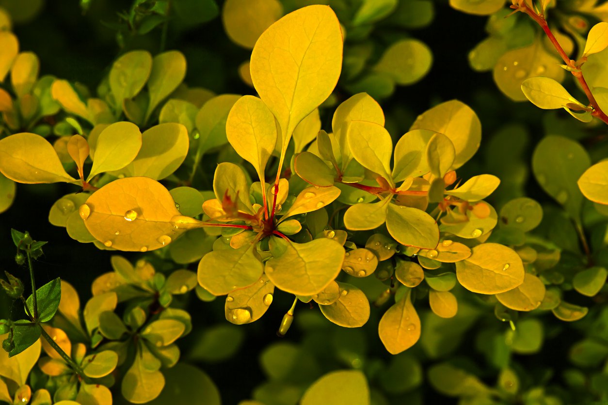 Berberys GOLDEN GHOST - 4