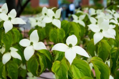 Dereń kousa Cappuccino