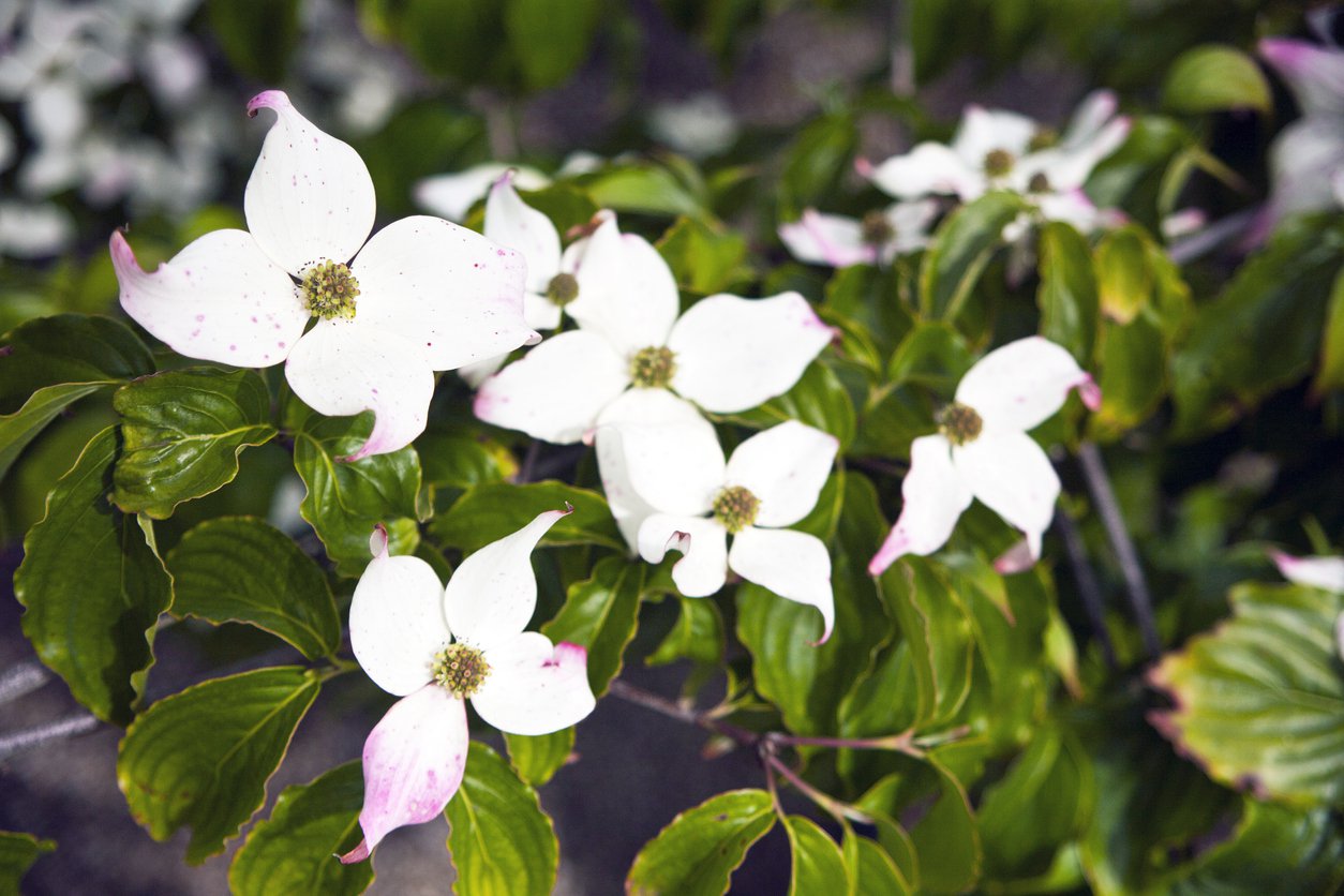 Dereń kousa Cappuccino - 2