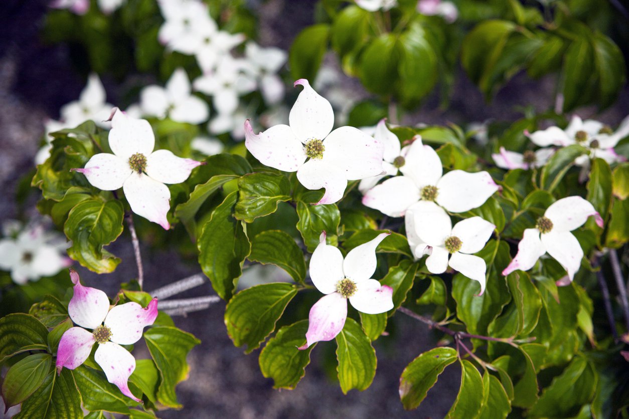 Dereń kousa Cappuccino - 3