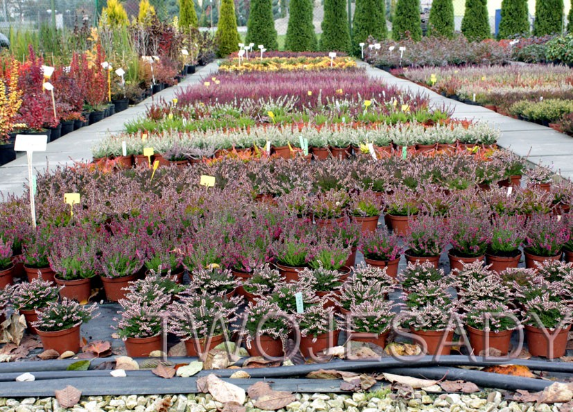 Wrzos POSPOLITY HAMILTON 10cm - 4