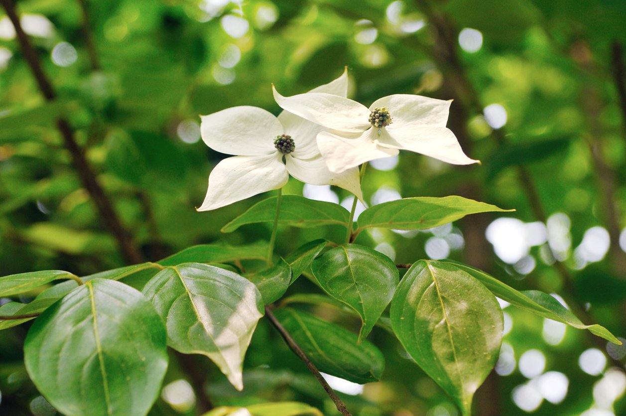 Dereń kousa GROSSBLUMIG SPAT - 3