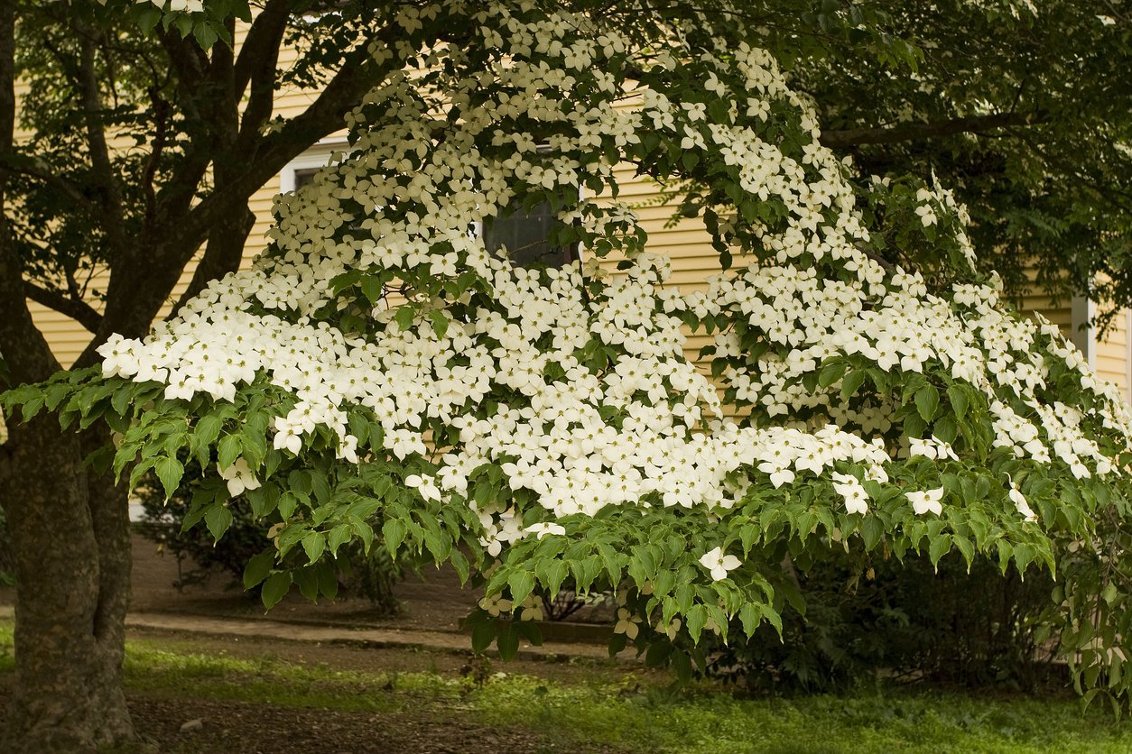 Dereń kousa GROSSBLUMIG SPAT - 2