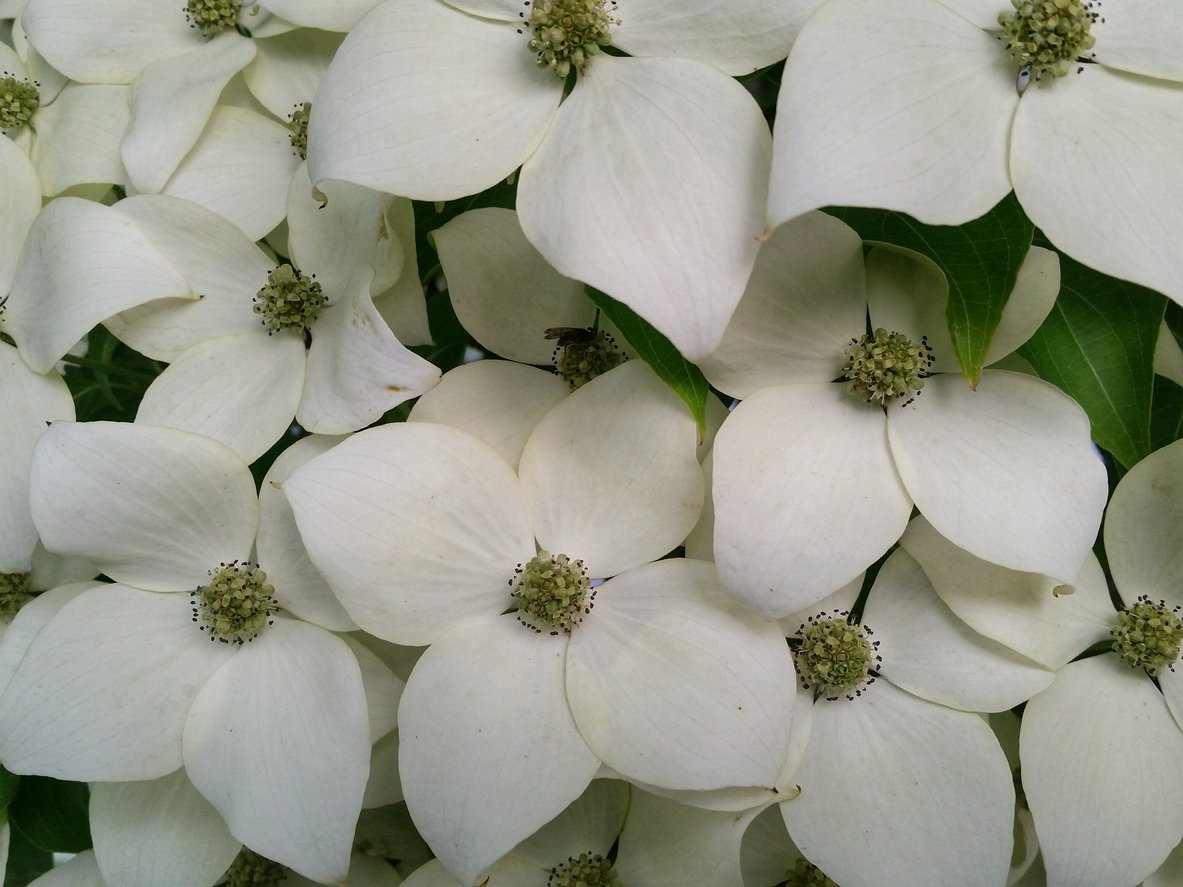 Dereń kousa SCHMETTERLING - 2