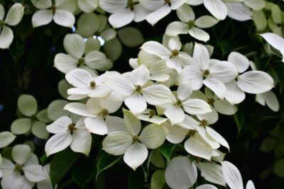 Dereń kousa SCHMETTERLING