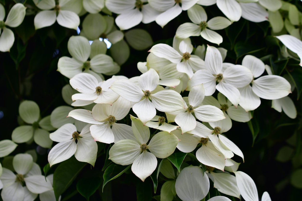 Dereń kousa SCHMETTERLING