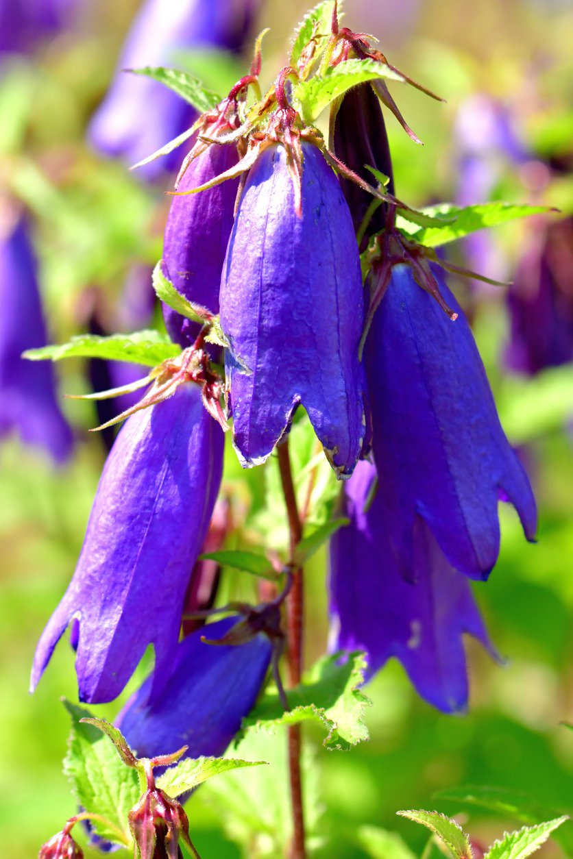 Dzwonek hybrydowy SARASTRO - 3