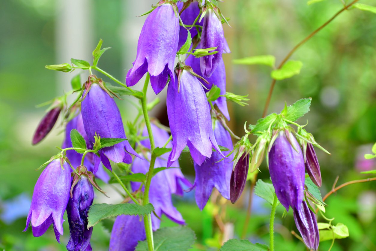 Dzwonek hybrydowy SARASTRO - 2