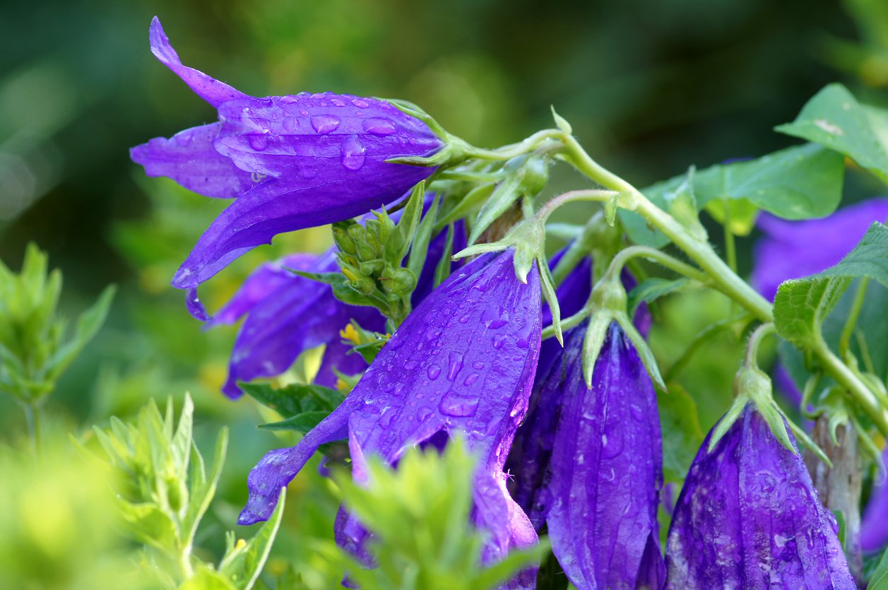 Dzwonek hybrydowy SARASTRO