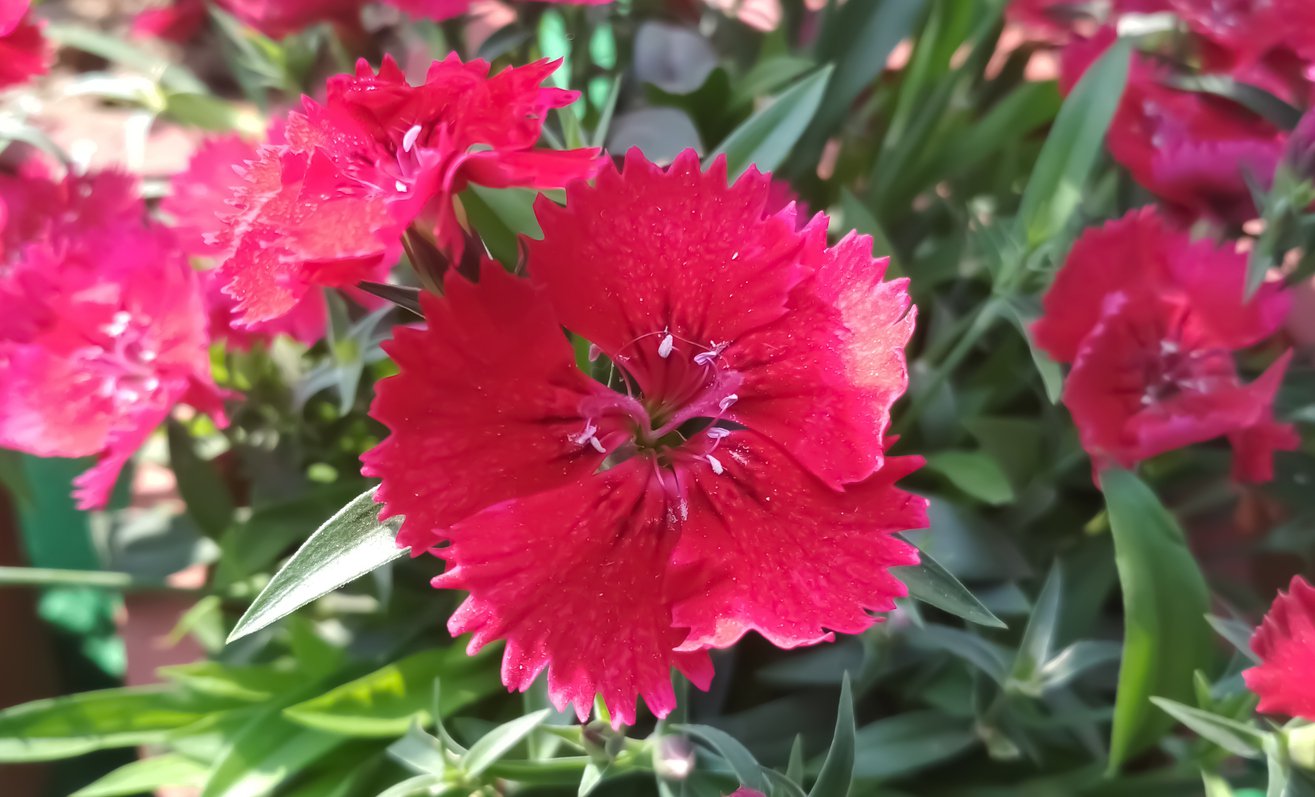 Goździk pierzasty DIXIE DEEP ROSE