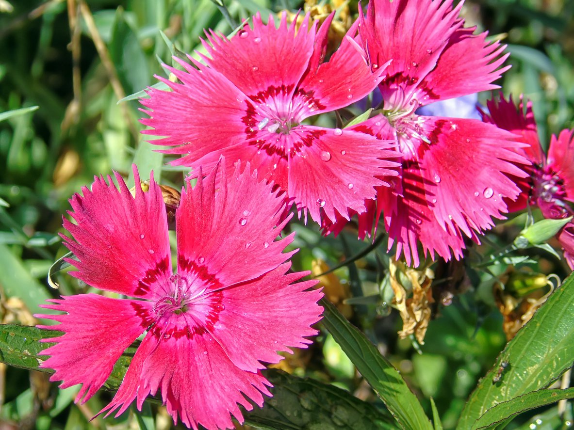 Goździk pierzasty DIXIE DEEP ROSE - 2