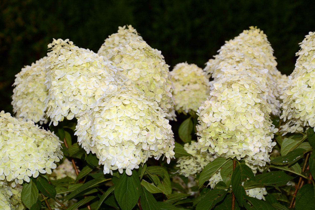 Hortensja bukietowa LIVING SUMMER - 3