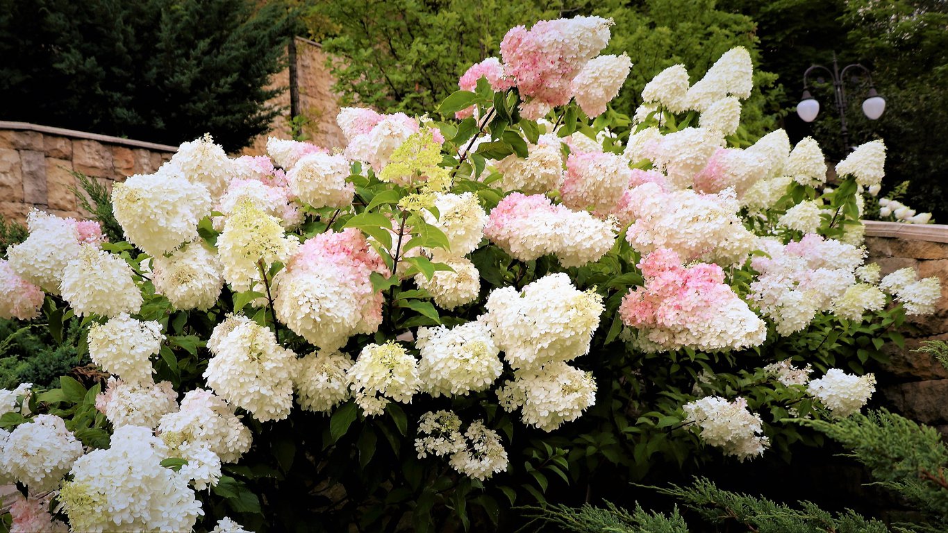 Hortensja bukietowa LIVING PINK & ROSE - 2