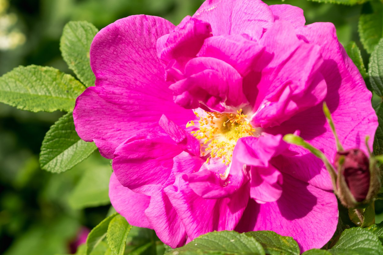 Róża jadalna ROTES MEER - 2