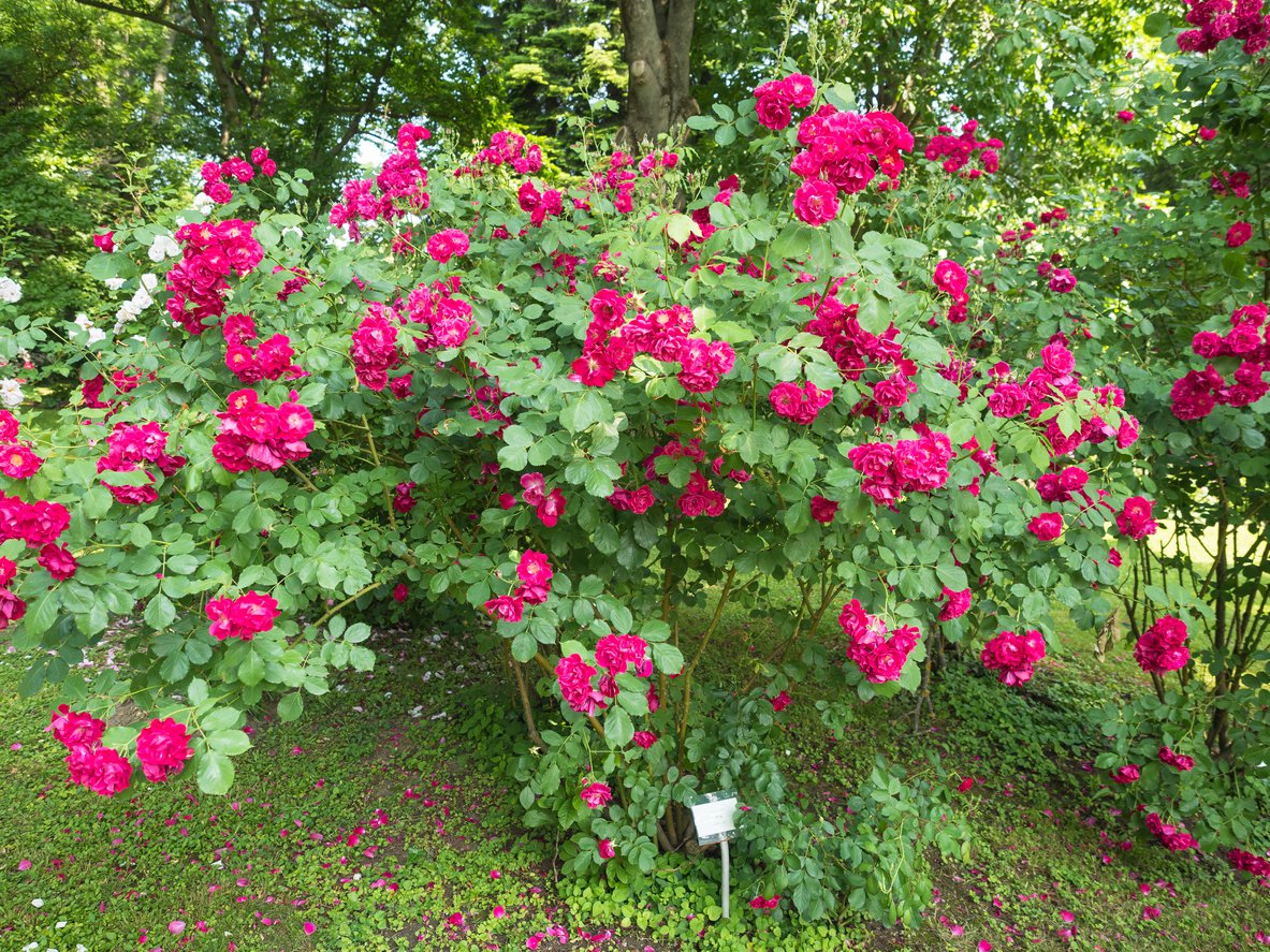 Róża jadalna ROTES MEER - 3