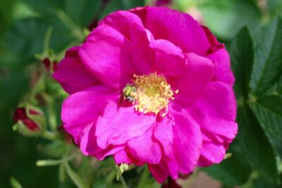 Róża jadalna ROTES MEER