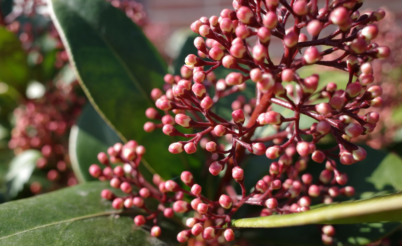 Skimia japońska RUBELLA - 2