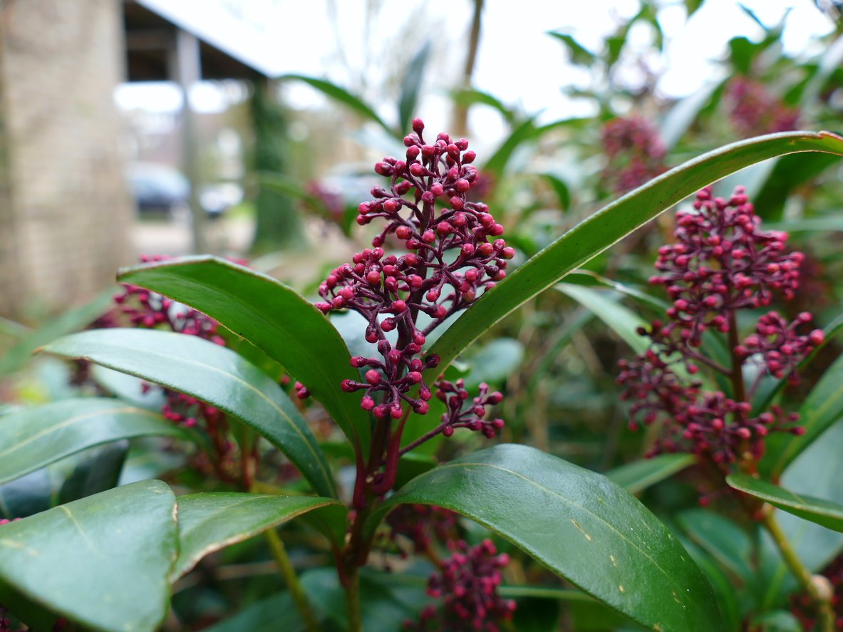 Skimia japońska RUBELLA - 3