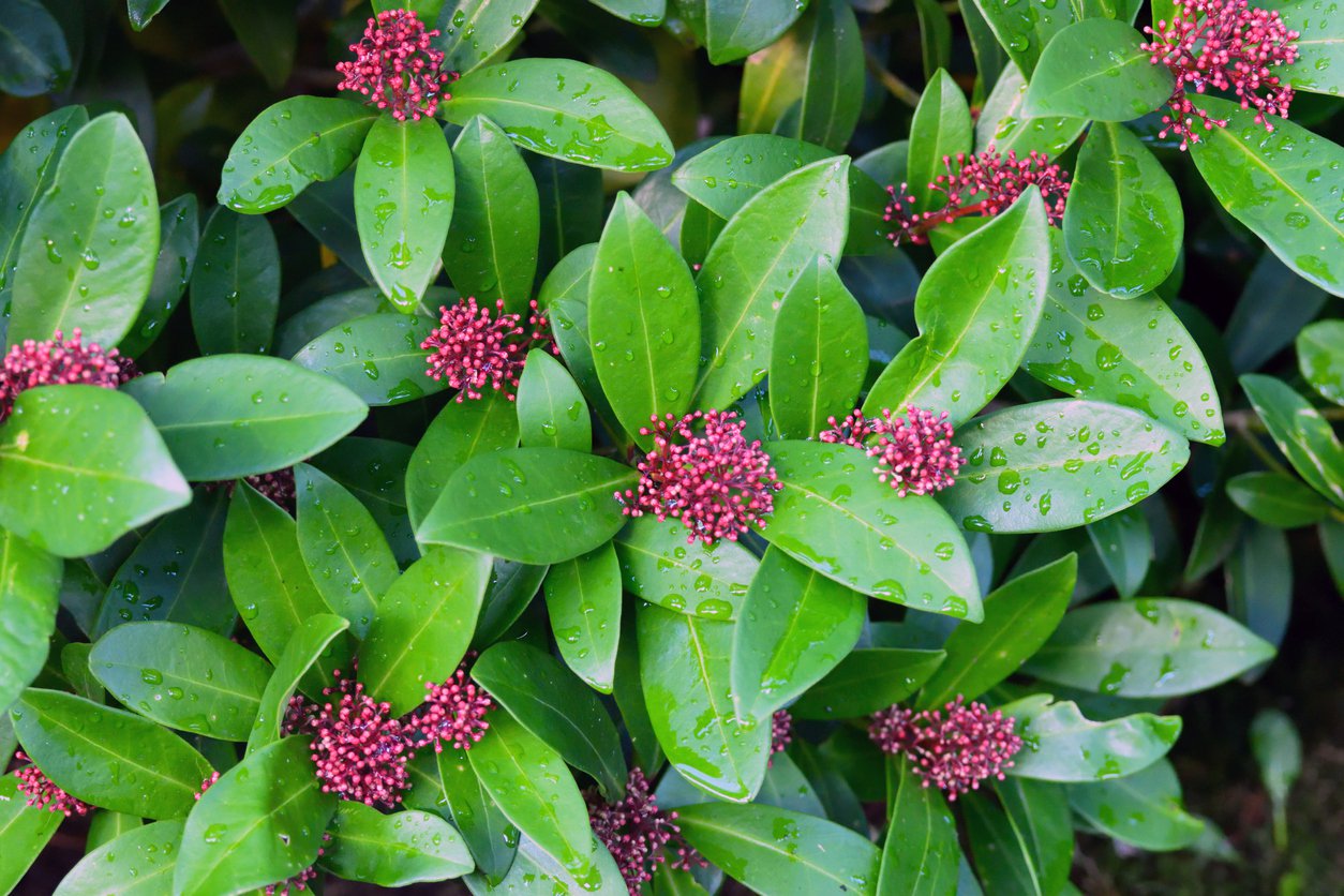 Skimia japońska RUBELLA