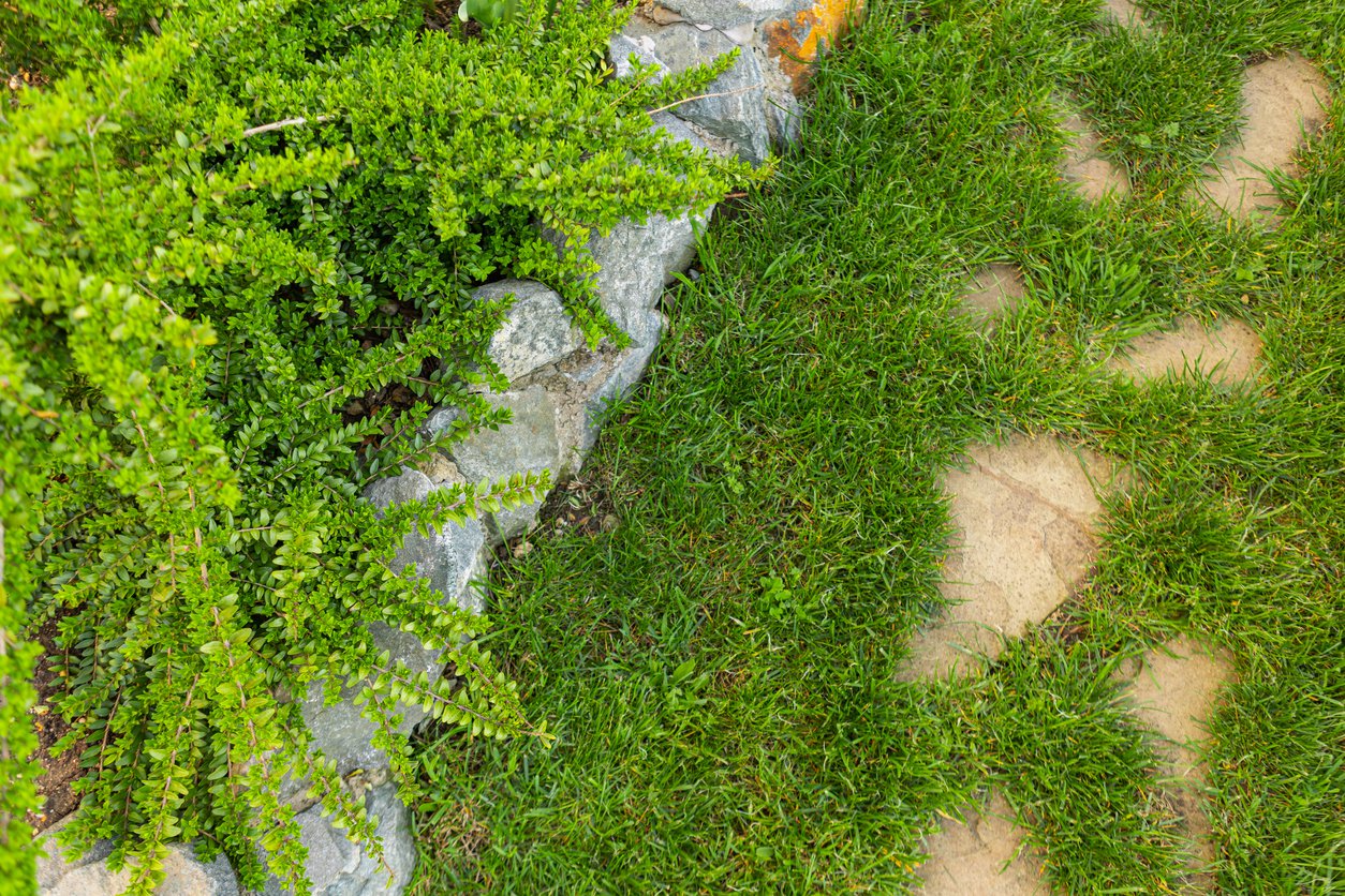 Suchodrzew chiński GREEN MOSS - 2