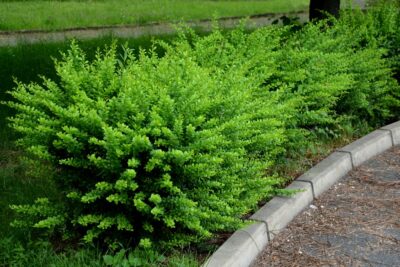 Suchodrzew chiński GREEN MOSS