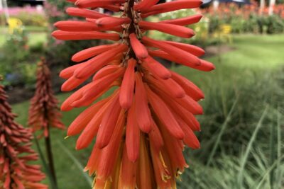 Trytomia REDHOT POPSICLE