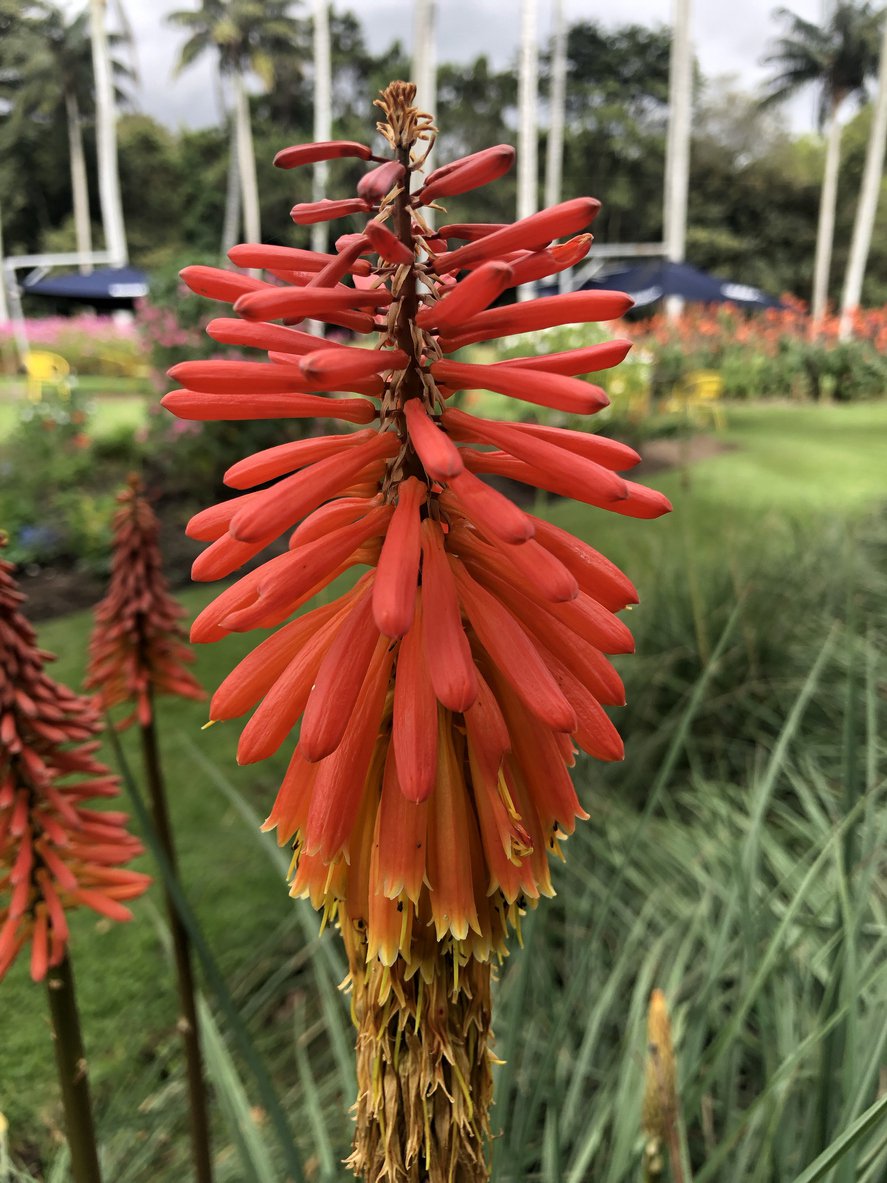 Trytomia REDHOT POPSICLE