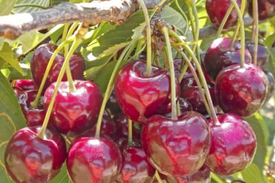 Wiśnia CARMINE JEWEL