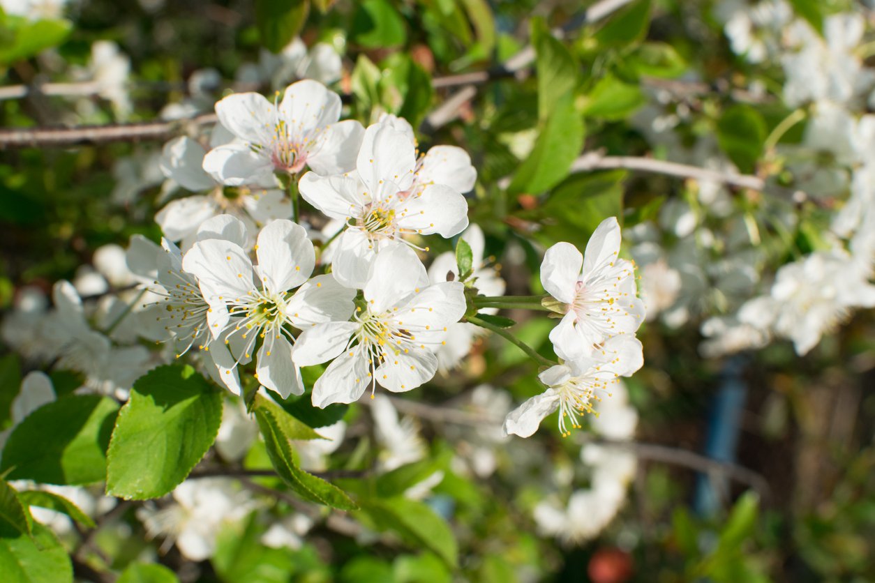 Wiśnia CARMINE JEWEL - 3