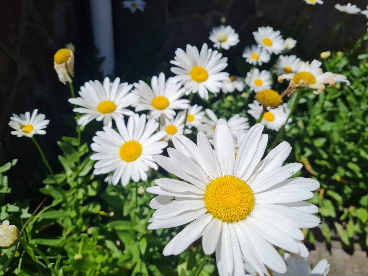 Złocień wielki WESTERN STAR LIBRA - 1