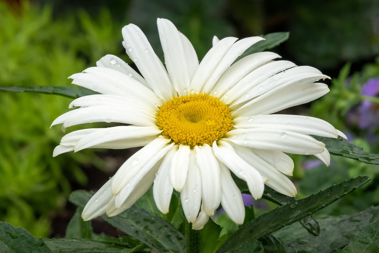 Złocień wielki WESTERN STAR LIBRA