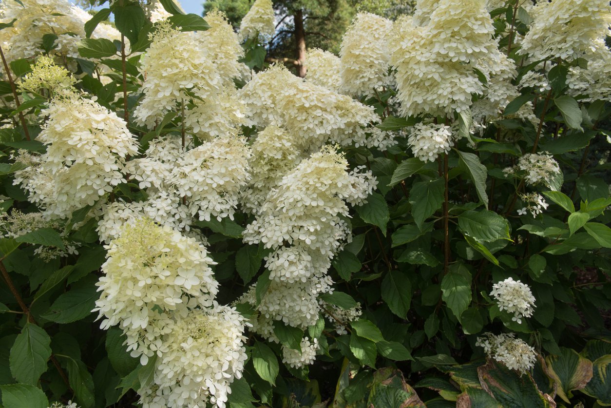 Hortensja bukietowa MAGICAL CANDLE - 3