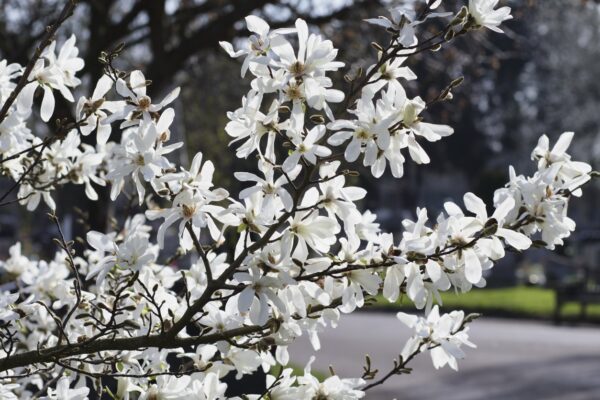 Magnolia KOBUS duża odmiana - 2