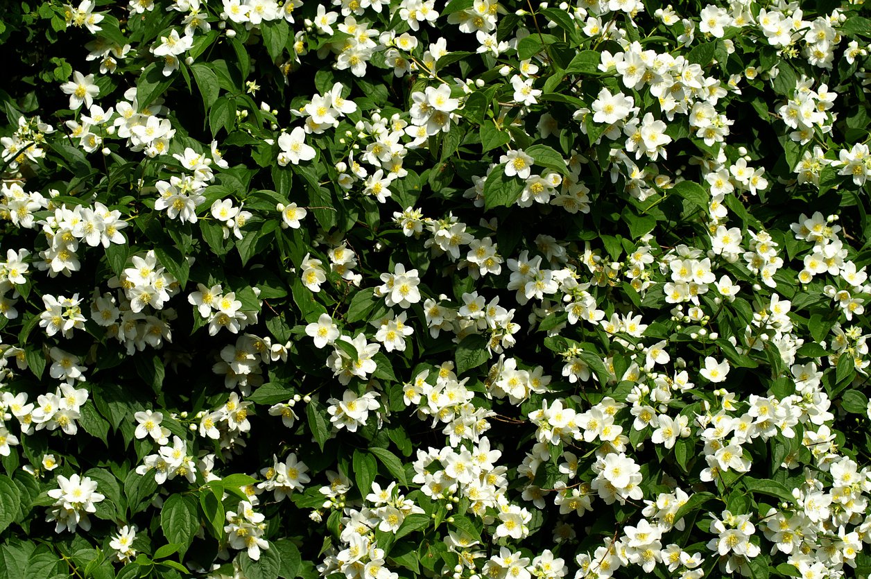 JAŚMINOWIEC WONNY ROSAMUNDE - 2