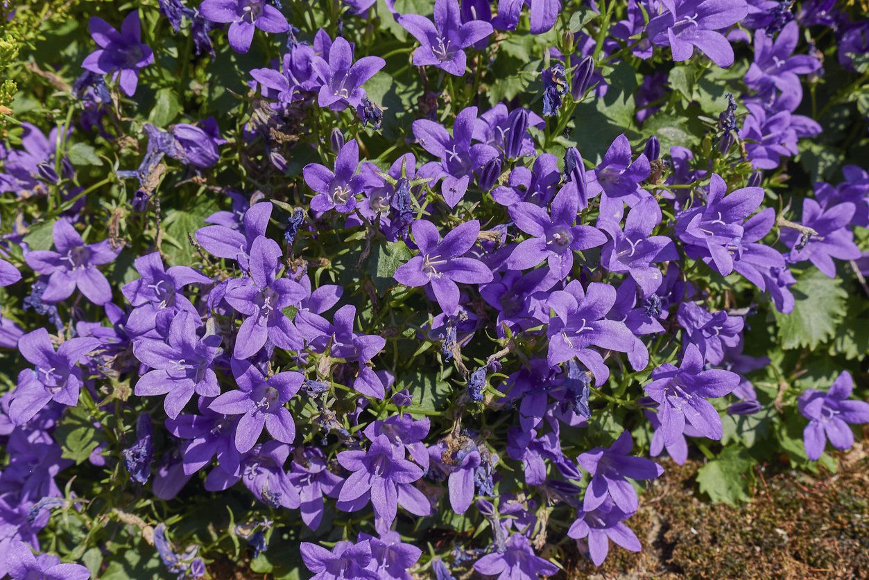 Dzwonek dalmatyński NIEBIESKO-FIOLETOWY doniczka P13 - 5