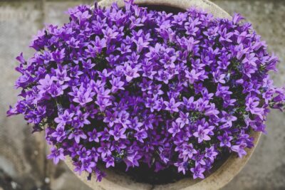 Dzwonek dalmatyński NIEBIESKO-FIOLETOWY doniczka P13