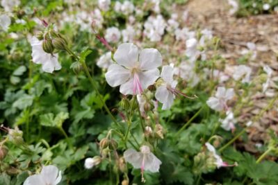 BODZISZEK kantabryjski SAINT OLA