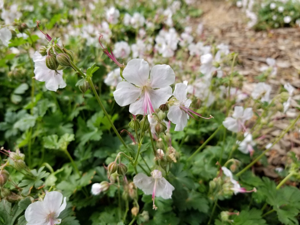 BODZISZEK kantabryjski SAINT OLA