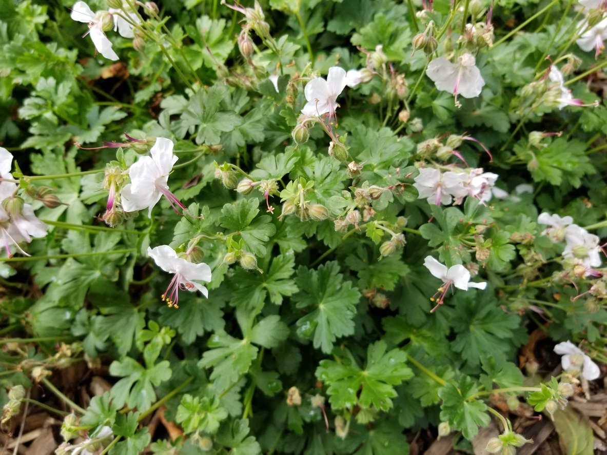 BODZISZEK kantabryjski SAINT OLA - 3