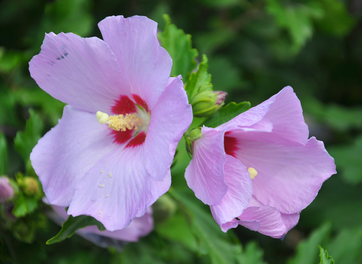 Hibiskus PINK GIANT szczepiony KRZEW - 3