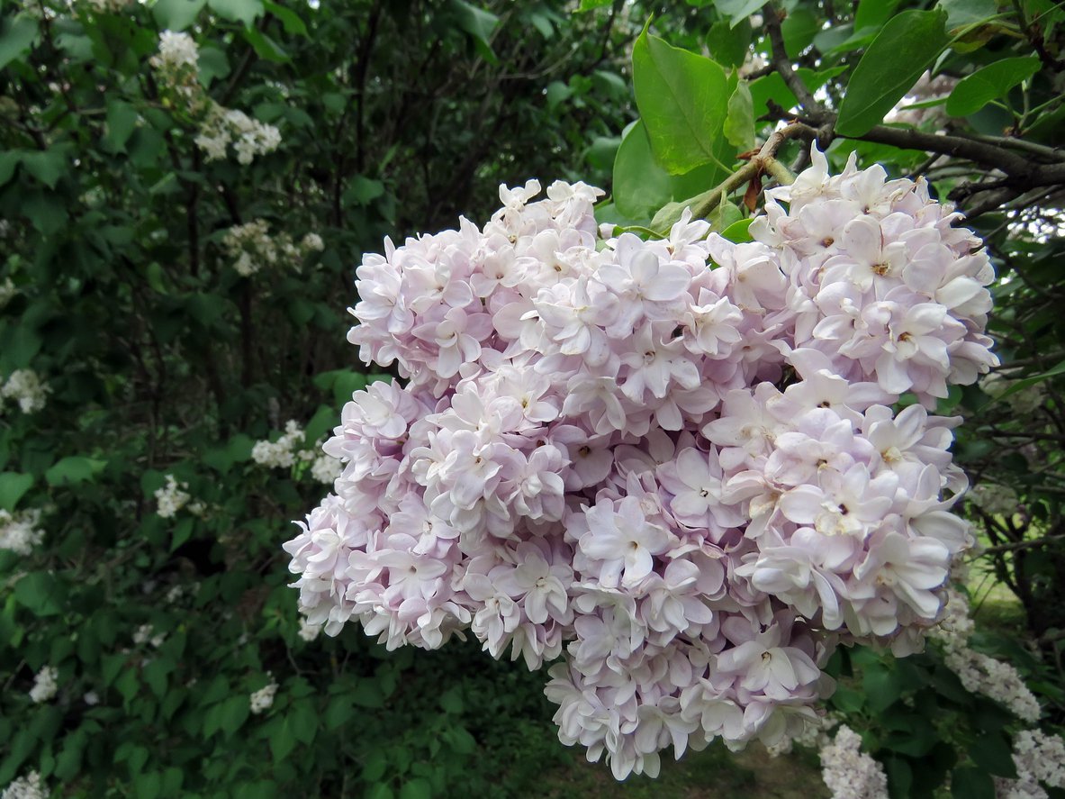 Lilak bez KRASAWICA MOSKWY szczepiony 150cm DONICA - 3