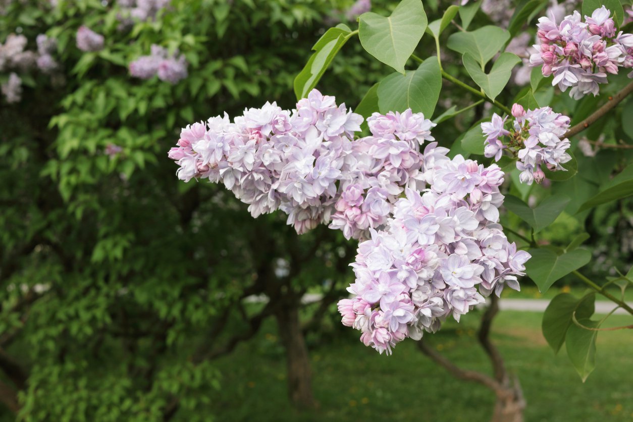 Lilak bez KRASAWICA MOSKWY szczepiony 150cm DONICA - 5