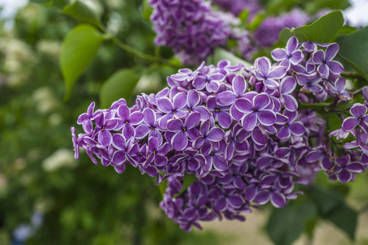 Lilak bez SENSATION szczepiony NA PNIU - 2