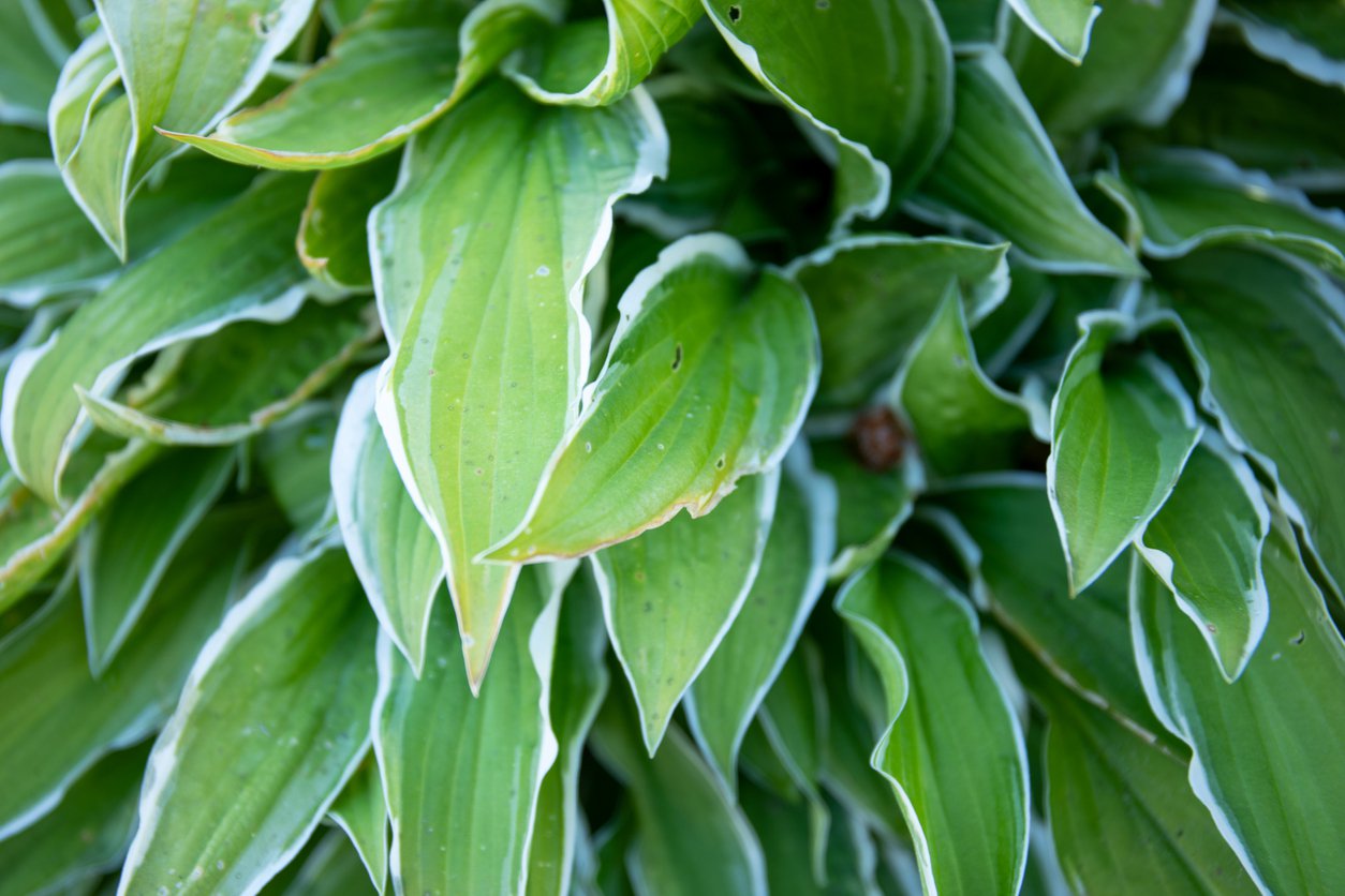 Funkia Hosta SANDHILL CRANE - 4
